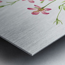 Saltmarsh Rosegentian Sabbatia stellaris 1926 Metal print