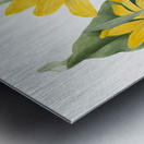 Balsamroot Balsamorhiza sagittata 1923 Metal print