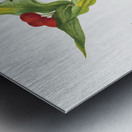 Fairy–bells Disporum hookeri 1933 Metal print