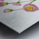 Meadow Fleabane Erigeron speciosus 1920 Metal print