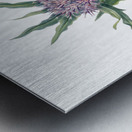 Saussurea Saussurea densa 1925 Metal print