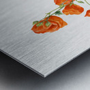 Scarlet Globe Mallow Sphaeralcea grossulariaefolia 1927 Metal print