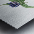 Bottle Gentian Gentiana saponaria 1905 Metal print