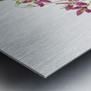 Centaurium Centaurium venustum 1925 Metal print