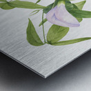 Butterfly Pea Clitoria mariana 1934 Metal print