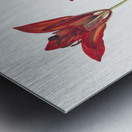 Wood Lily Lilium philadelphicum 1932 Metal print