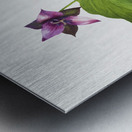 Trillium erectum 1938 Metal print