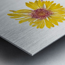 Perennial Gaillardia Gaillardia aristata 1904 Metal print