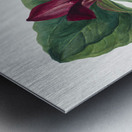 Water Lilies Castalia odorata 1879 Metal print