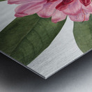 Mountain Rose Bay Rhododendron catawbiense 1932 Metal print