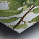 Beaked Hazelnut Corylus rostrata 1932 Metal print