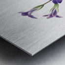 Gentian Gentiana holopetala 1936 Metal print