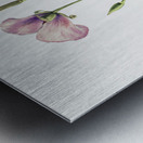 Lilac Mariposa Calochortus splendens 1926 Metal print