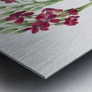 Primrose Primula parryi 1938 Metal print