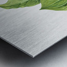 Giant Helleborine Epipactia gigantea 1880 Metal print