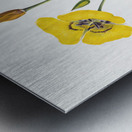 Harebell Campanula rotundifolia 1916 Metal print