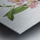 Rose Bay Rhododendron Rhododendron carolinianum 1932 Metal print