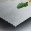 Pacific Dogwood Cornus nuttallii 1933 Impression metal