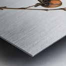 Persimmon Diospyros virginiana 1920 Metal print