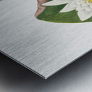 American Waterlily Castalia odorata 1920 Metal print