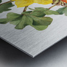 Red Willowweed Epilobium latifolium 1911 Metal print