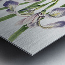 Blueflag Iris Iris versicolor 1919 Metal print