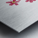 Primrose Primula angustifolia 1937 Metal print