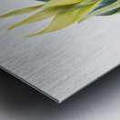 Wake-Robin Trillium underwoodii 1937 Metal print