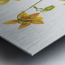 Lemon Columbine Aquilegia flavescens 1925 Metal print