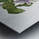 Flower Study 1879 Metal print