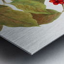 Flowering Dogwood Cornus florida 1919 Metal print