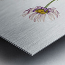 Alaska Fleabane Erigeron salsuginosus 1925 Metal print