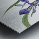 Iris Iris species 1939 Metal print