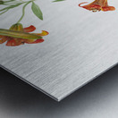 Small Tiger Lily Lilium parvum 1933 Metal print