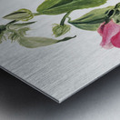 Rose Gentian Sabbatia angularis 1880  Metal print