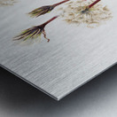 Slender Agoseris Agoseris gracilens 1922 Metal print