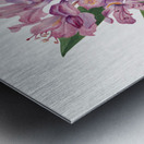 California Rose Bay Rhododendron californicum 1933 Metal print