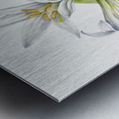 Washington Lily Lilium washingtonianum 1933 Metal print