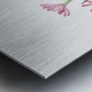 Skeleton Weed Lygodesmia grandiflora 1931 Metal print