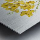 Psilostrophe sparsiflora 1938 Metal print