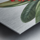 Southern Magnolia Magnolia grandiflora 1923 Metal print