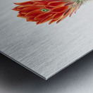 Cucumber Cactus 1939 Metal print