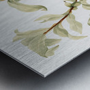 Silverberry Elaeagnus commutata 1922 Metal print