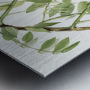 American Wisteria Kraunhia frutescens 1925 Metal print