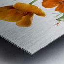 Curly Clematis Clematis crispa 1925 Metal print