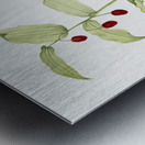 Clasping Twisted Stalk Streptopus amplexifolius 1916 Metal print