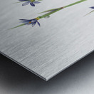 Blue-eyed-grass Sisyrinchium angustifolium 1920 Metal print