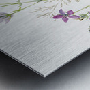 Gentianacease sabbalia angularis 1880 Metal print