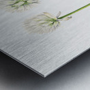 Northern Onion Allium sibiricum 1920 Metal print