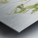 White Pea Lathyrus ochroleucus 1920 Metal print